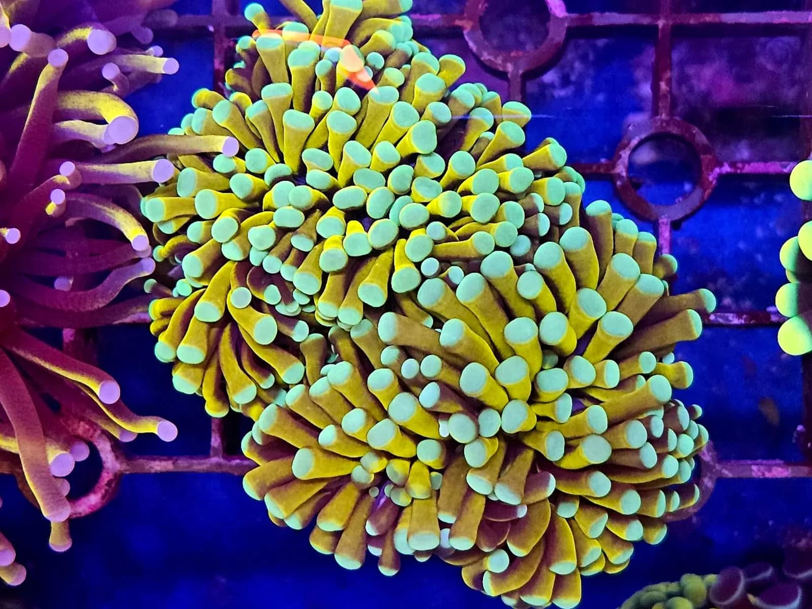 Mint Tips Gold Torch Coral